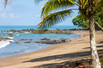 Tropical palm tree on a beautiful exotic beach in a sunny day during the morning, Osa peninsula, Costa Rica.