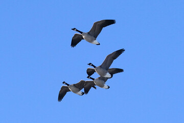 Canada geese at the lake in winter