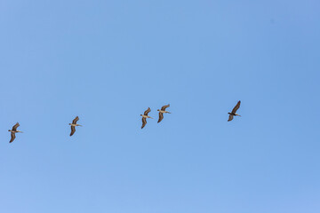 Fototapeta premium Swarm of pelican with open wings in flight with sky in the background, Osa Peninsula, Costa Rica