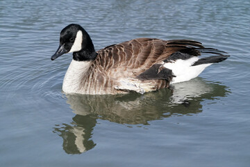 Canada geese in winter at lake on bright sunny freezing winter day. Swimming, walking and flying