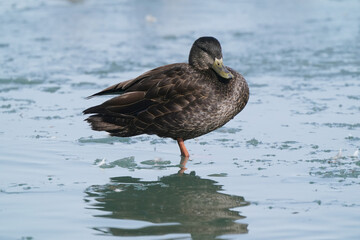 Mallard ducks in lake in winter on sunny day
