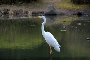 池に佇むダイサギ