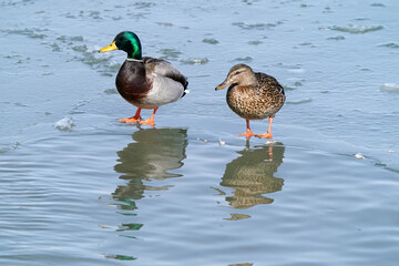 Mallard ducks in lake in winter on sunny day
