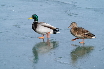 Mallard Geese at the lake in winter swimming, walking on ice, flying, looking for food and pairing up for breeding season
