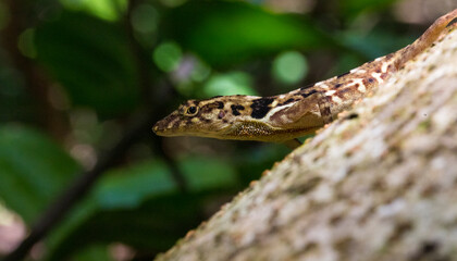 Close-up of a Lizard on a wood trunk in the jungle of Corcovado National Park, Osa Peninsula, Costa Rica