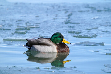 Mallard ducks in lake in winter on sunny day
