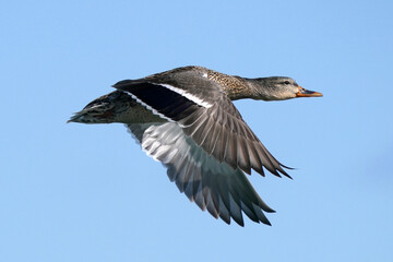 Mallard ducks in lake in winter on sunny day
