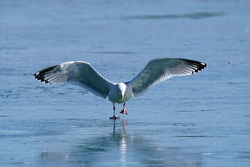 Ring billed gulls at the lake in winter flying landing flapping, fighting and resting in a big flock on ice
