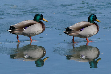 Mallard ducks in lake in winter on sunny day
