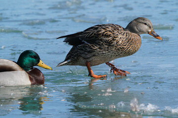 Mallard ducks in lake in winter on sunny day
