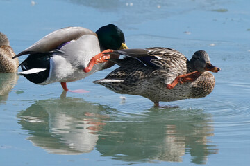 Mallard ducks in lake in winter on sunny day
