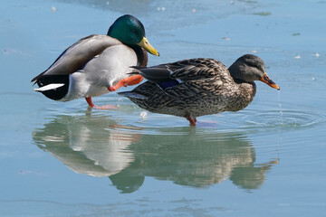 Obraz premium Mallard ducks in lake in winter on sunny day 