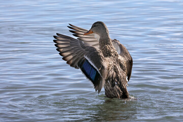 Mallard ducks in lake in winter on sunny day
