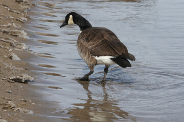 Canada geese in winter at lake on bright sunny freezing winter day. Swimming, walking and flying