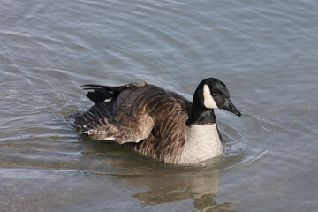 Canada geese in winter at lake on bright sunny freezing winter day. Swimming, walking and flying