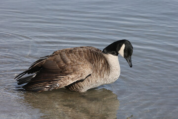 Canada geese in winter at lake on bright sunny freezing winter day. Swimming, walking and flying