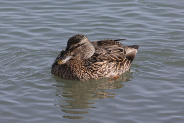 Mallard ducks in lake in winter on sunny day
