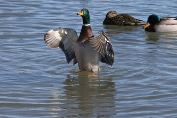 Fototapeta premium Mallard Geese at the lake in winter swimming, walking on ice, flying, looking for food and pairing up for breeding season 