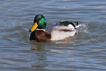 Mallard Geese at the lake in winter swimming, walking on ice, flying, looking for food and pairing up for breeding season
