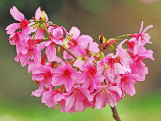 Close-up of pink cherry blossom in Nantou,Taiwan