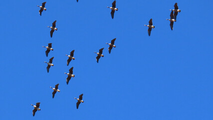 Canada Geese Migrating