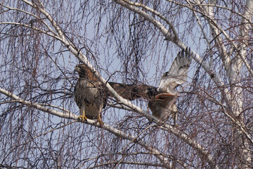 Red tailed hawk perched on lamp post or mating in tree on a bright winter day freezing but sunny

