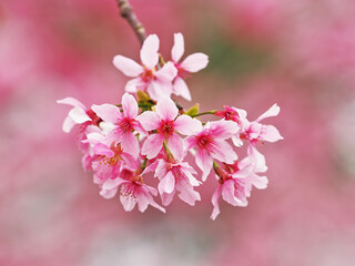 Naklejka premium Close-up of pink cherry blossom in Nantou,Taiwan