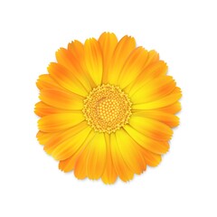 top view of realistic 3d orange and yellow calendula or marigold flower bud isolated on white background, stock vector illustration design element for design - obrazy, fototapety, plakaty