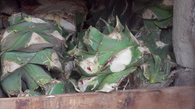 Elaboraci&oacute;n de Mezcal, pi&ntilde;a de agave , San Luis Potosi, Mexico
