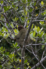 Three-toed sloth on a tree in the jungle of Corcovado National Park, Osa Peninsula, Costa Rica