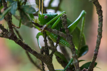 Grasshopper in a bush in the jungle of Corcovado National Park, Osa Peninsula, Costa Rica