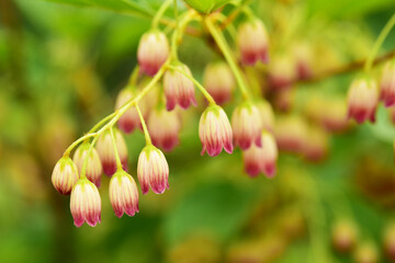サラサドウダンの小輪の花