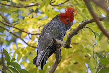 Male Gang Gang Cockatoo perched in tree