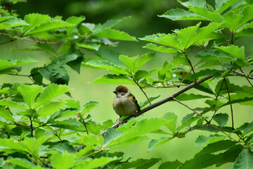 初夏の森のスズメの幼鳥