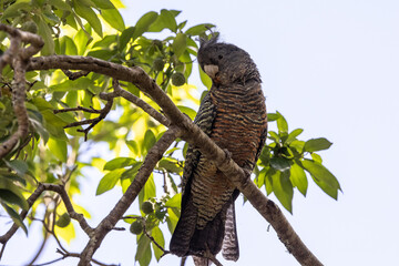 Female Gang Gang Cockatoo perched in tree