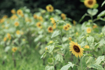 ひまわり畑とボケ表現