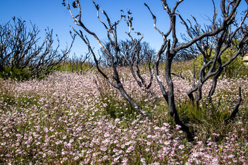 Pink Flannel Flowers in the Upper Blue Mountains to the west of Sydney N.S.W. Australia