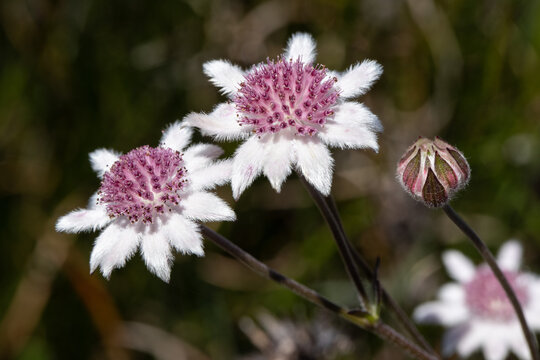 Pink Flannel Flowers And Burnt Bushland After 2020 Fires, Kanangra Boyd National Park N.S.W.  Australia