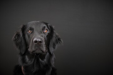 Flat Coated Retriever (black dog) attentively looking to the camera waiting for the Ball to be Thrown sitting in front of a black background