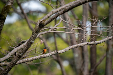 森の中のジョウビタキ