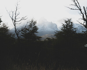 Looking at misty mountains through trees in Chile Patagonia. 