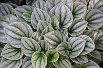 Fototapeta na wymiar Green leaves of Emerald-Ripple Peperomia Silver Ripple tropical plant