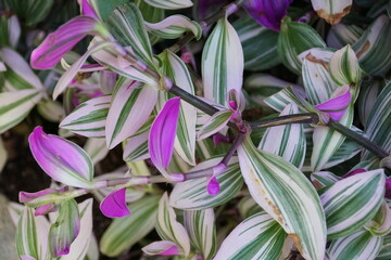 Green, white and purple color of Small-Leaf Spiderwort Nanouk, a tropical plant