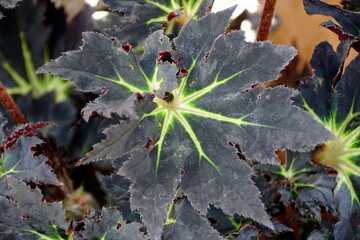 Dark leaves of Begonia Black Fang tropical plant