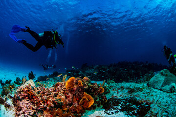 Naklejka na ściany i meble A diver swimming over the reef 