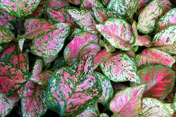 Green and pink leaves of Aglaonema Valentine tropical plants