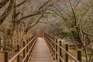 Boardwalk under leafless trees next to mountain river.