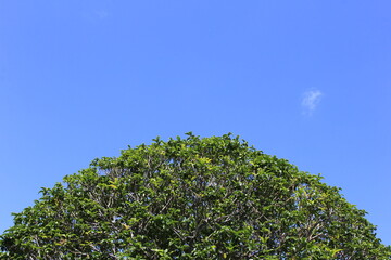 山のようにこんもりと剪定された植栽