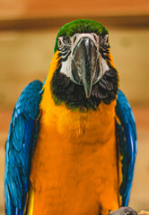 parrots a place parrot with parrots tropical talking birds
