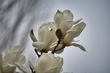 咲き始めた白い木蓮の花